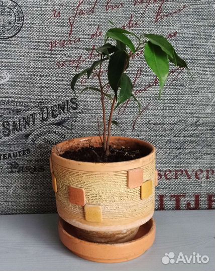 Фикус бенджамина в горшке