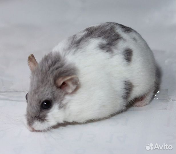 Хомяк Кемпбелла