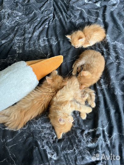 Котята рыжие