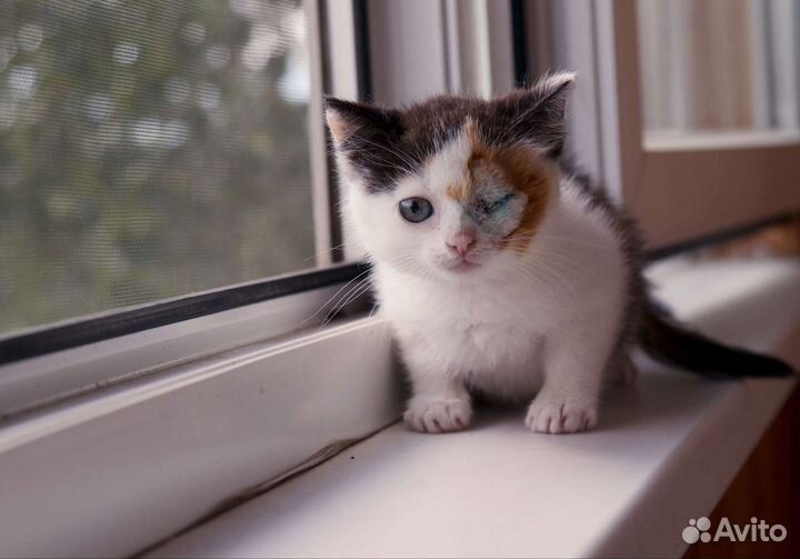 Котенок-девочка