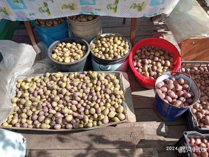 Картофель мелочь животным