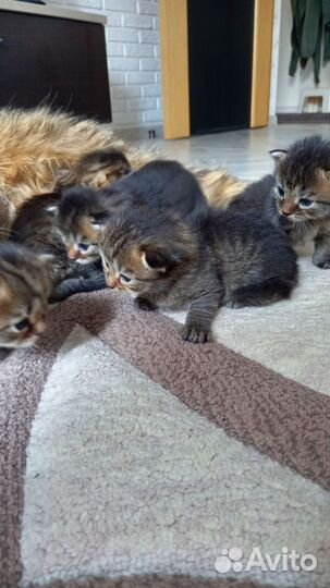 Котенок в добрые руки