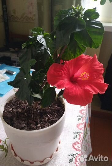 Гибискусы разные