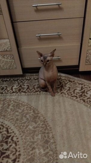 Кот в добрые руки