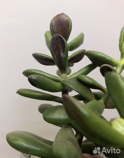 Крассула хоббит Толстянка