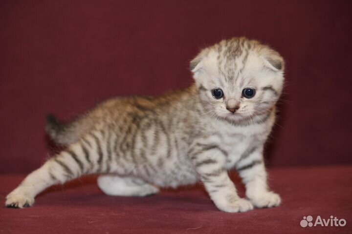 Шотландские вислоухие котята