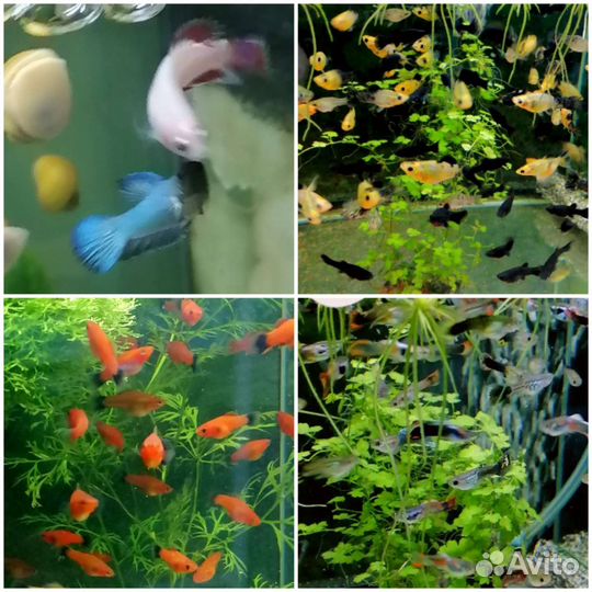 Рыбки. Растения. Креветки. Улитки