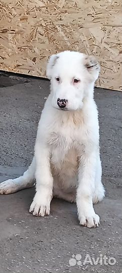 Среднеазиатская овчарка алабай щенки