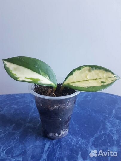 Hoya Buoti, Wayetii, и много других