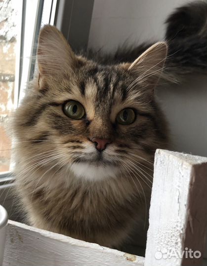 Кошка Норвежская лесная
