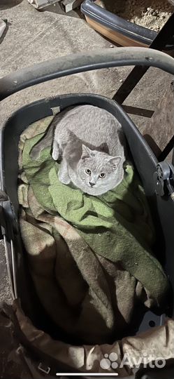 Кот из приюта