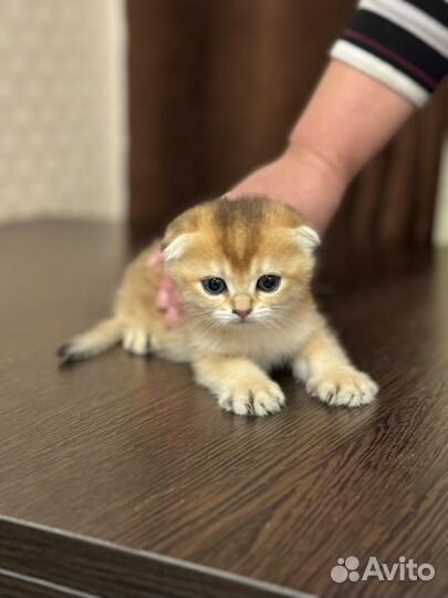 Продажа шотландских котят