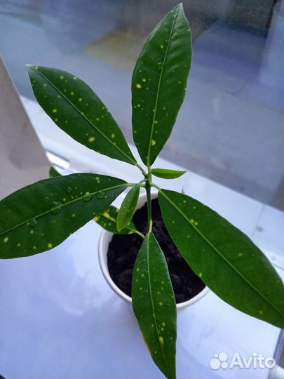 Кодиеум кротон