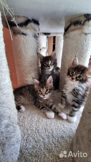 Котята мейн-кун