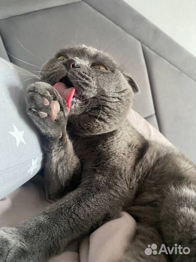 Коты в добрые руки