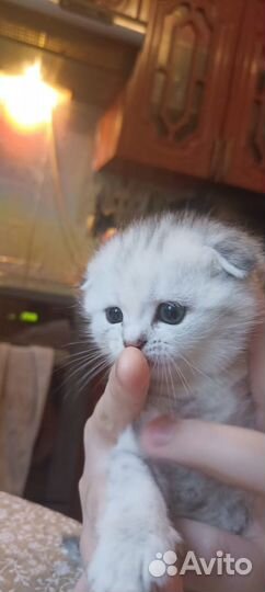 Шотландская вислоухая