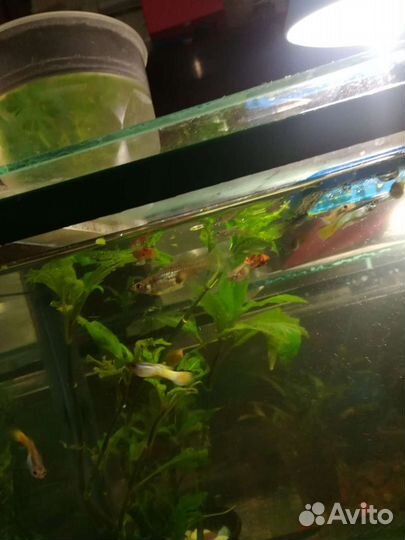 Рыбки Гуппи, анцытрусы сомы, меценосцы