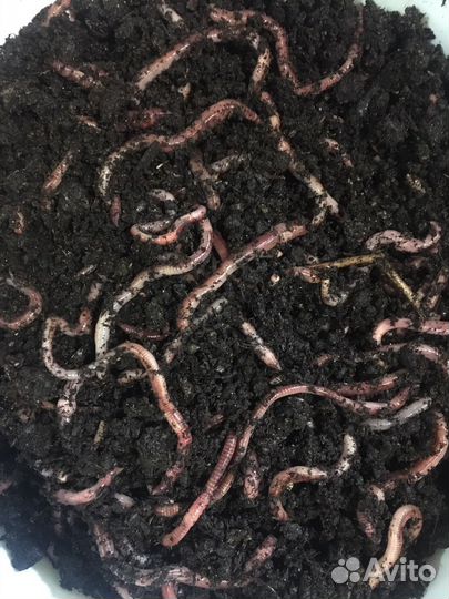 Червь дендробена для рыбалки
