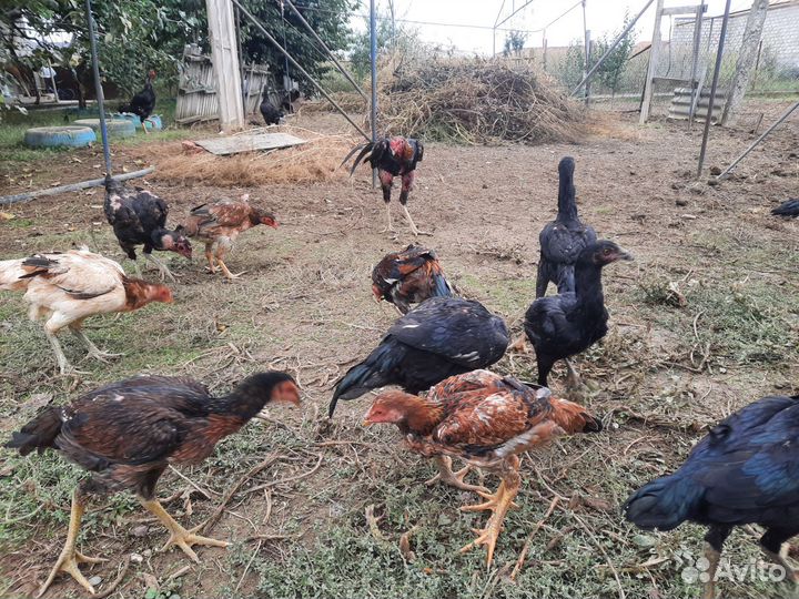 Байцовки куры