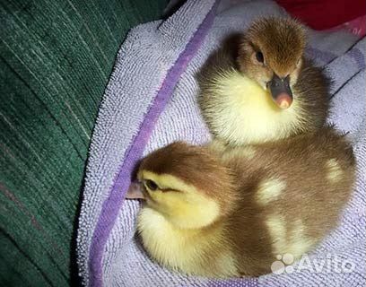 Продаю мускусные утки