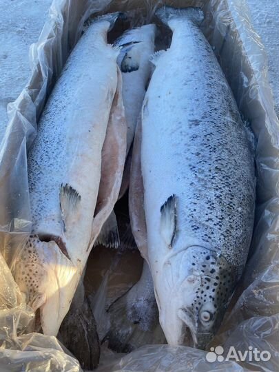 Сёмга премиум (Атлантическая) /Форель