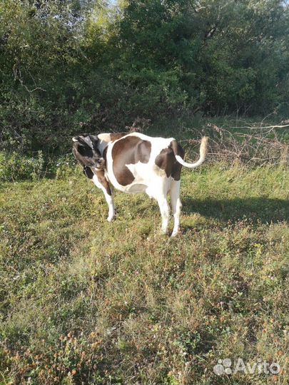 Корова дойная