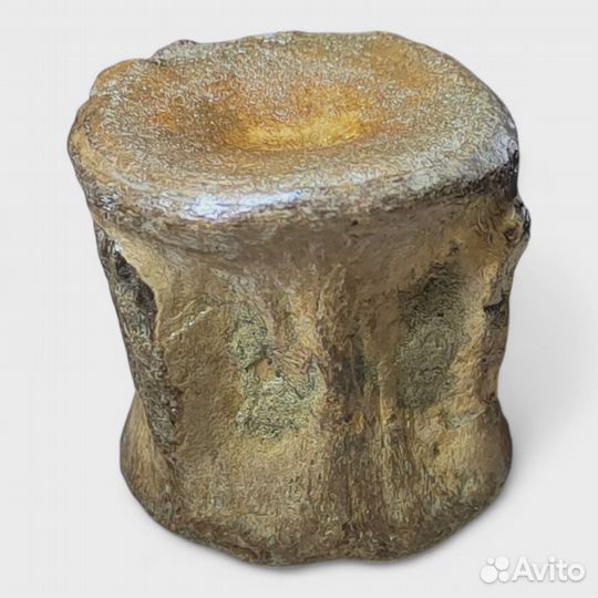 Шейный позвонок плезиозавра, окаменелость