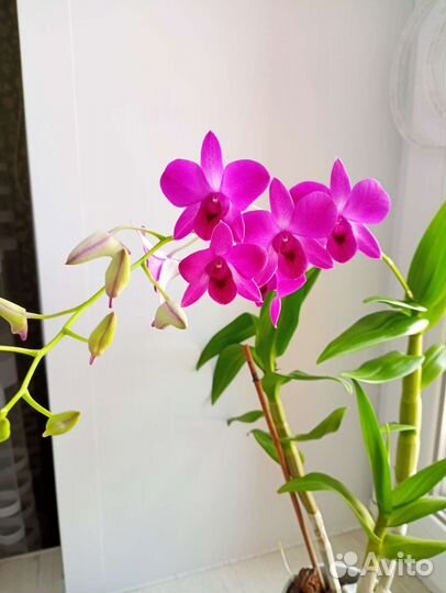 Орхидея дендробиум санок