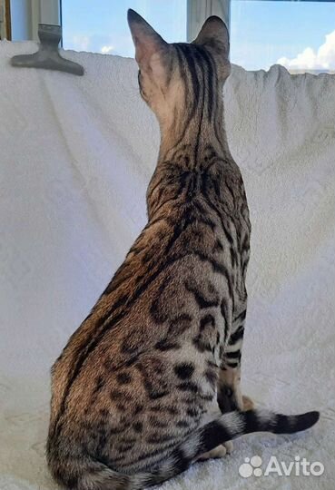 Серенгети бенгальский мальчик