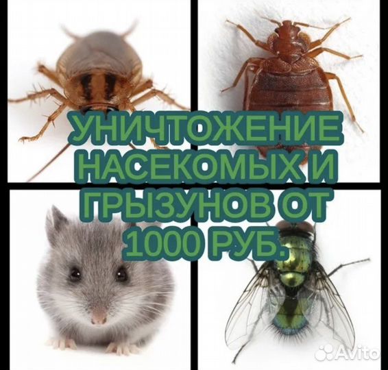 Старший дезинсектор