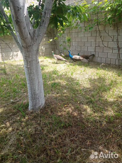 Павлины продажа