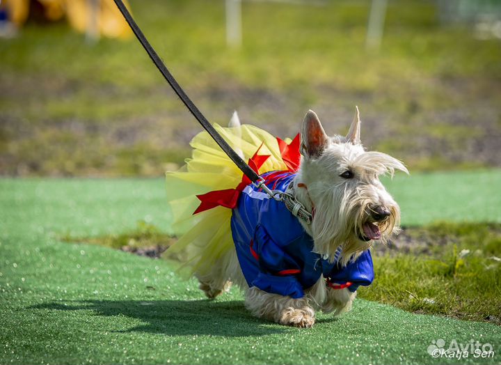 Одежда для маленьких собачек