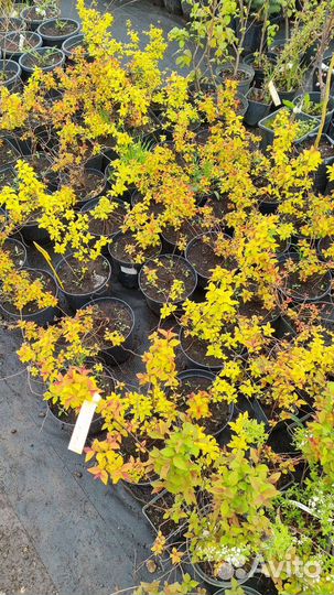 Спирея Голдфлейм