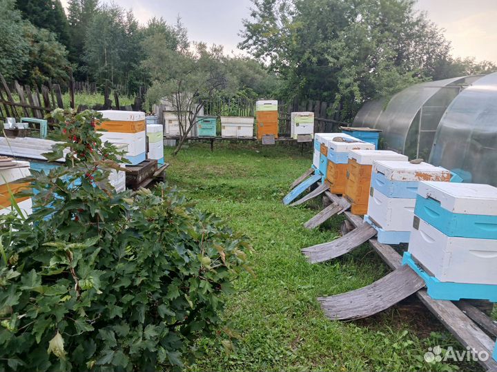 Своя пасека в славном Урале