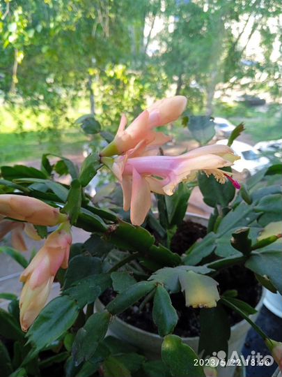 Сортовые декабристы