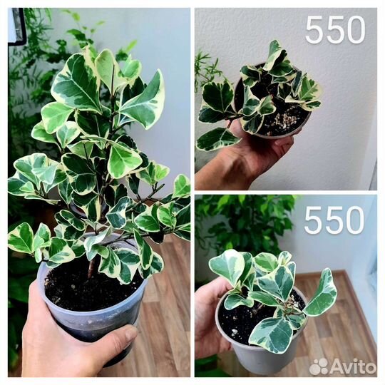 Фикусы сортовые