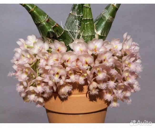 Орхидея морковка