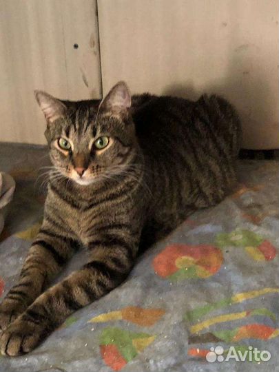 Кошечка 1,5 года,Европейская