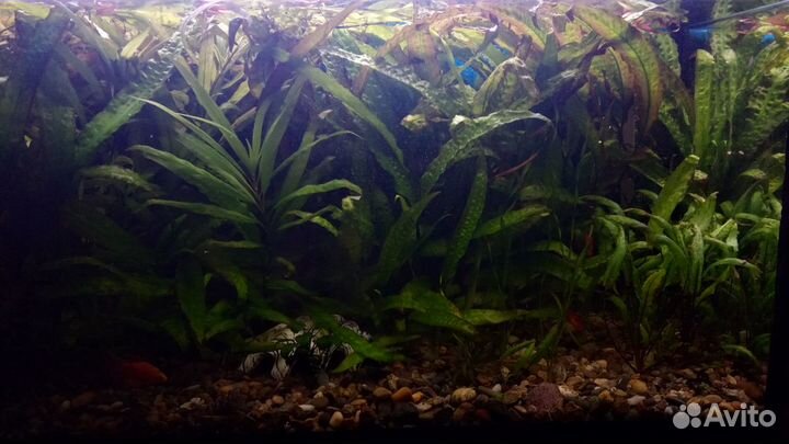 Криптокорина