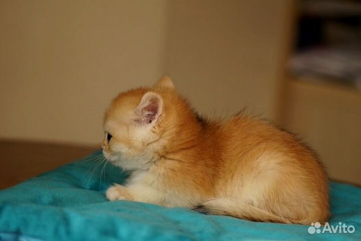 Каспер- солнечный малыш