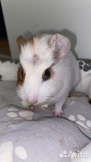 Морские свинки, гладкошерстные