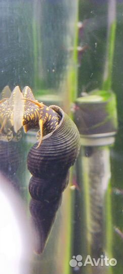 Тиломелания