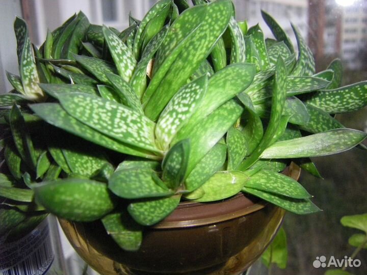 Церопегия Гастерия и Алое