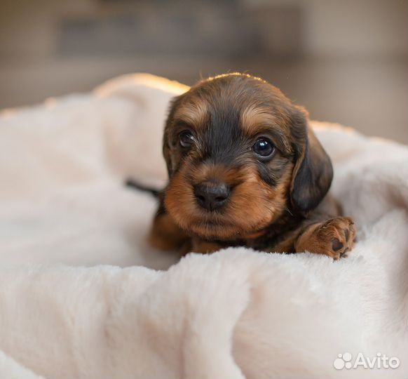 Щенки кроличьей/миниатюрной таксы жесткошерстные