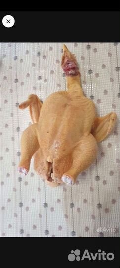 Домашние Кабардинские куры Халяль