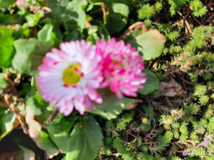 Лилейники сортовые, махровые тюльпаны, ирисы