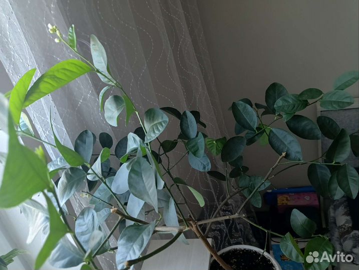 Лимон мейера дерево