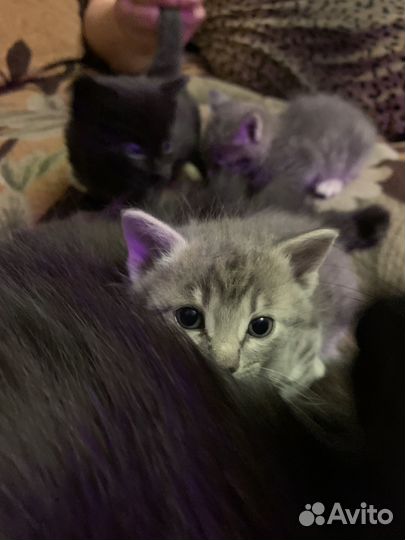 Котята в добрые руки