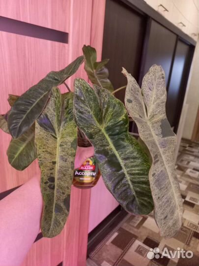 Филодендрон параисо верде