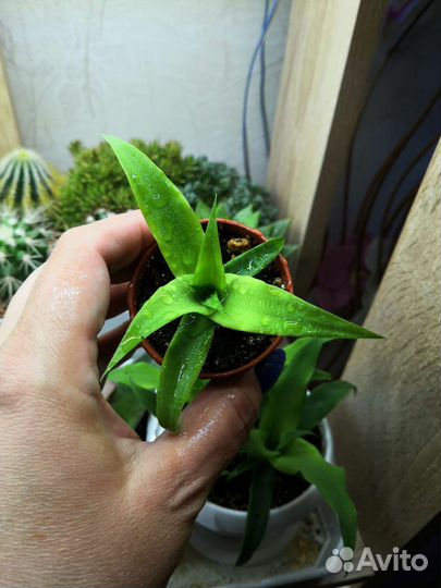 Ананас сеянцы, алоэ рауха